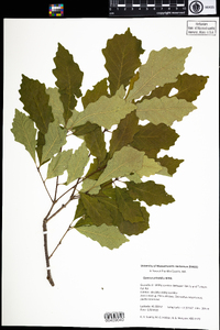 Quercus prinoides image