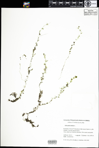 Utricularia minor image