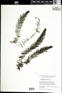 Ceratophyllum echinatum image