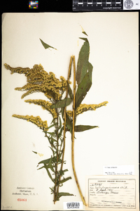 Solidago juncea image