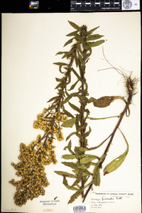 Solidago puberula image