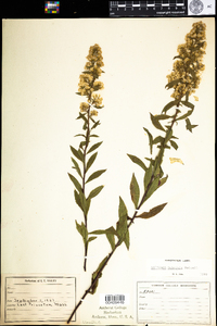 Solidago puberula image