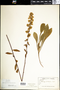 Solidago puberula image