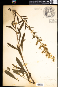 Solidago puberula image