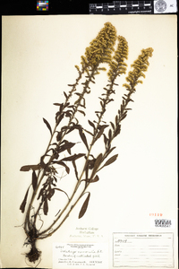 Solidago nemoralis image