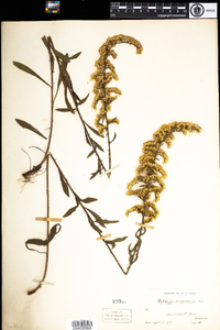 Solidago nemoralis image