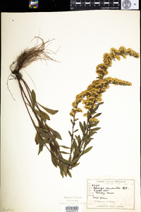 Solidago nemoralis image