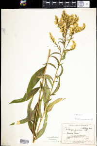 Solidago juncea image