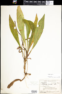 Solidago juncea image