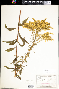 Solidago juncea image