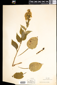 Solidago macrophylla image