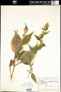 Solidago macrophylla image