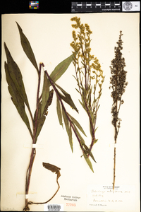 Solidago uliginosa image