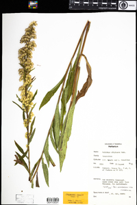 Solidago uliginosa image