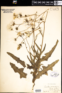 Sonchus arvensis image