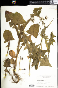 Sonchus oleraceus image