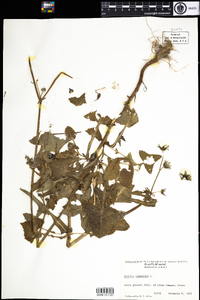 Sonchus oleraceus image