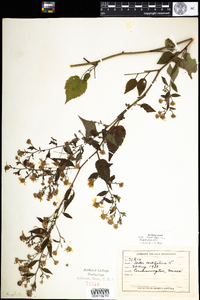 Symphyotrichum cordifolium image