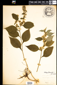 Solidago flexicaulis image