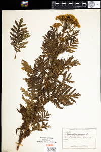 Tanacetum vulgare image