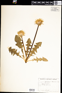 Taraxacum officinale image