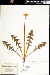 Taraxacum officinale image