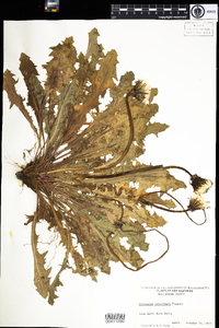 Taraxacum officinale image