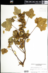 Xanthium strumarium image