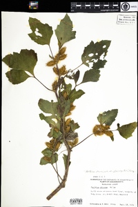 Xanthium strumarium image