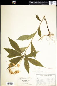 Oclemena acuminata image