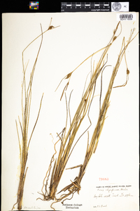 Carex oligosperma image