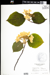 Viburnum lantanoides image