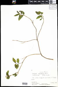 Lonicera canadensis image