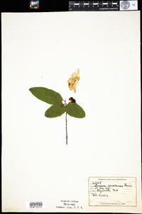 Lonicera canadensis image