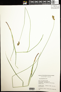 Carex tincta image