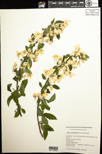 Malus floribunda image