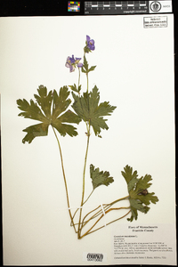 Geranium maculatum image