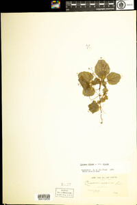 Circaea alpina image
