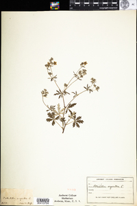 Potentilla argentea image