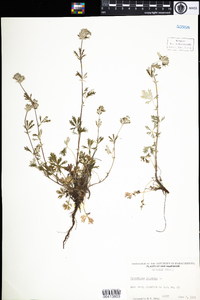 Potentilla argentea image