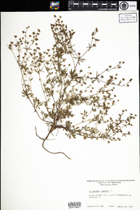 Potentilla argentea image