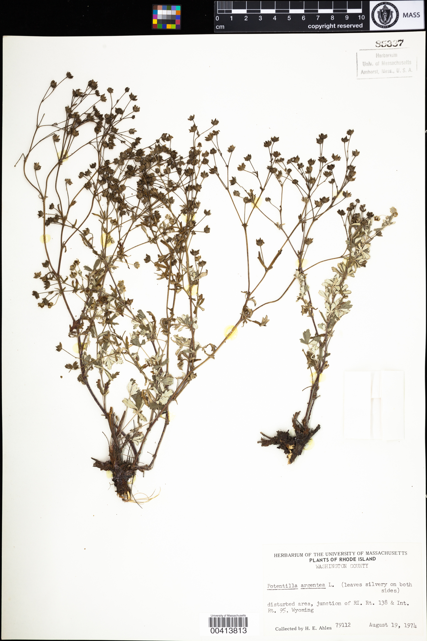 Potentilla argentea image