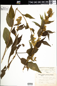 Solidago macrophylla image
