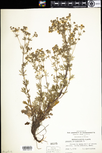 Potentilla argentea image