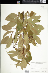 Prunus serotina image