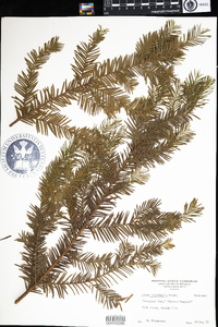 Taxus canadensis image