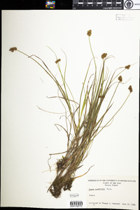 Carex crawfordii image