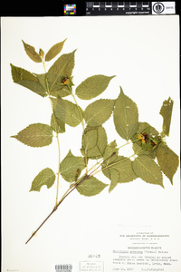 Rhodotypos scandens image