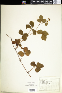 Rubus hispidus image