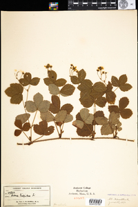 Rubus hispidus image